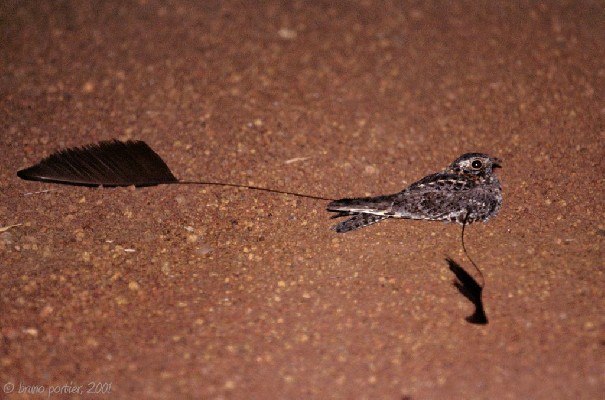 Male Standard-winged Nightjar on the road