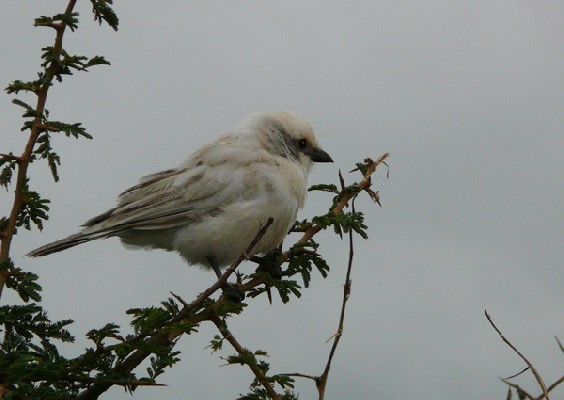 Northern White-crowned Shrike - a leucistic individual
