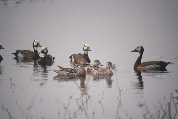 Garganey with White-faced Whistling Duck