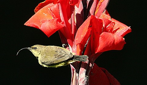 Miombo Double-collared Sunbird 