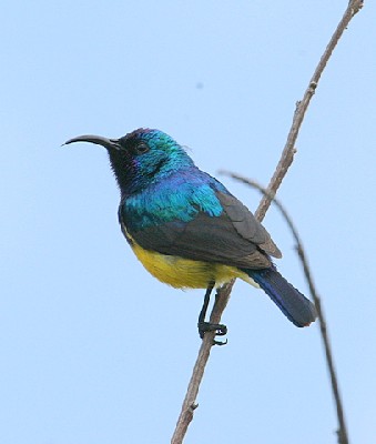 Variable (Yellow-bellied) Sunbird
