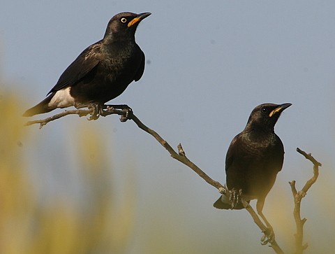 African Pied Starlings