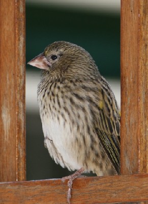Yellow Bishop (Yellow-rumped Widowbird)