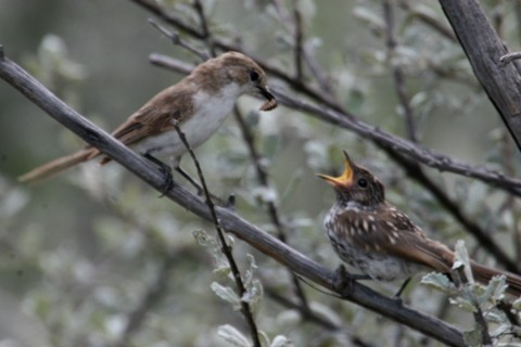 Marico Flycatcher feeding chick