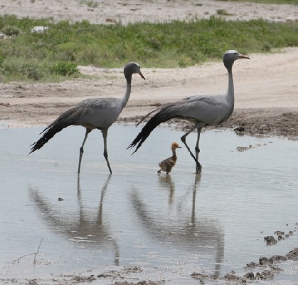 Blue Cranes with chick