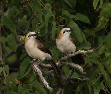 Bare-cheeked Babblers