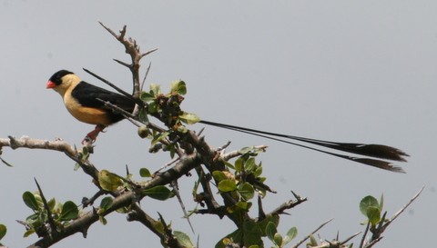 Shaft-tailed Whydah