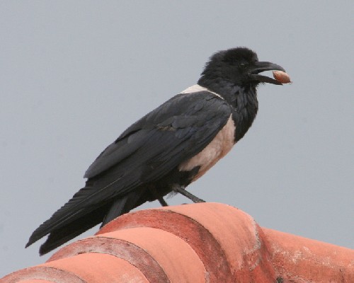 Pied Crow 