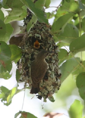 Female Amethyst Sunbird feeding chick at nest
