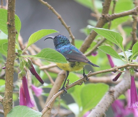 Variable Sunbird - adult male