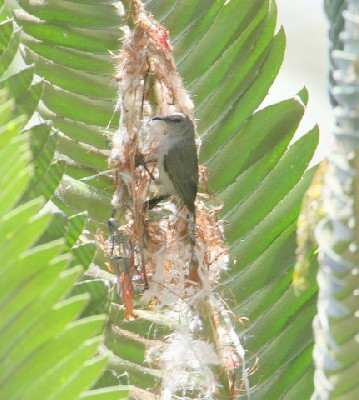 White-bellied Sunbird - female nest-building