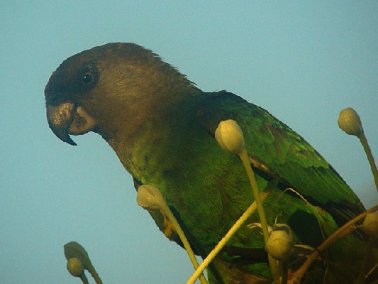Brown-headed Parrot - Poicephalus cryptoxanthus