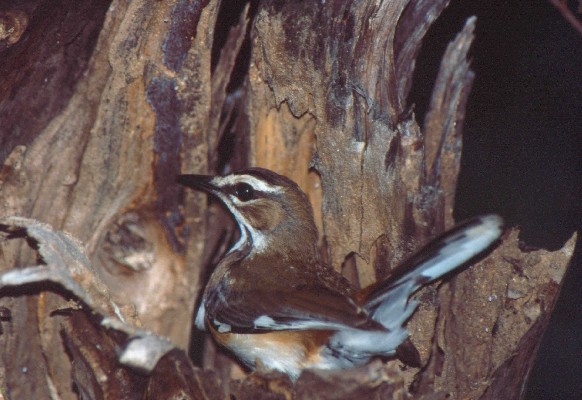Eastern Bearded Scrub Robin often nests in tree hollows