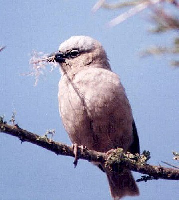 Grey-headed Social Weavers nest in colonies, but build seperate nests