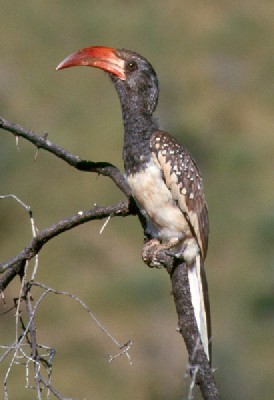Monteiro's Hornbill perched near its nest