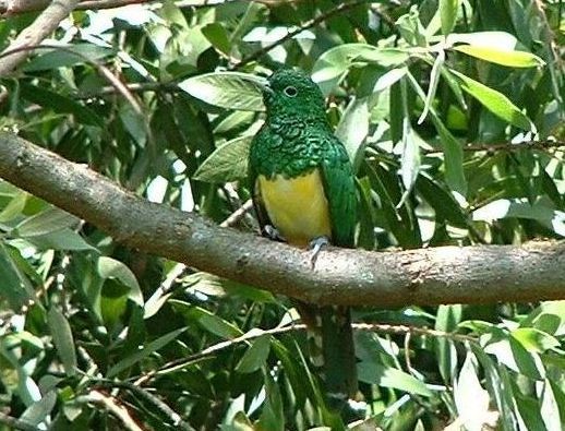 Emerald Cuckoo