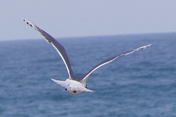 Franklin's Gull in flight