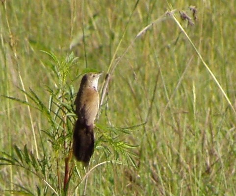Broad-tailed Warbler
