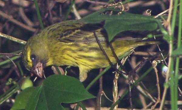 Forest canary
