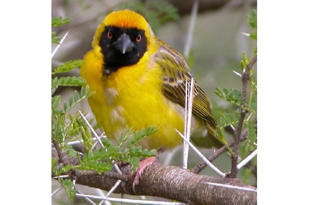 Southern Masked Weaver