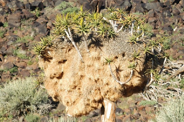 Sociable Weaver nest in a large Aloe