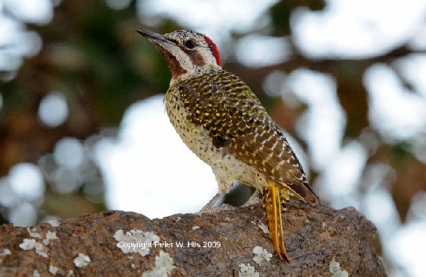 Bennett's Woodpecker