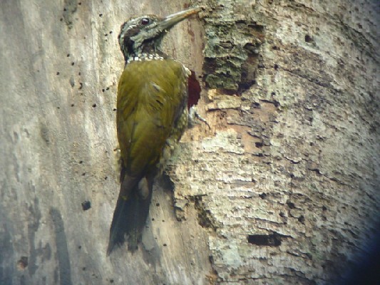 Yellow-crested Woodpecker.