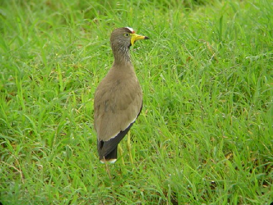 African Wattled Lapwing.