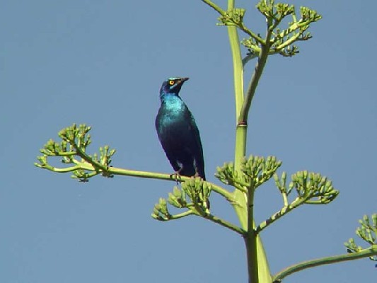 Lesser Blue-eared Starling.