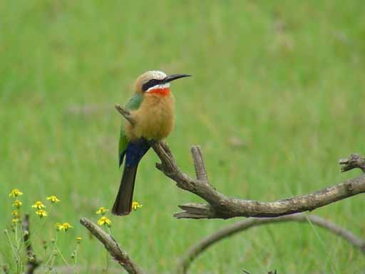 White-fronted Bee-eater.