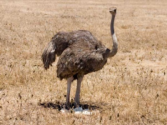 Ostrich