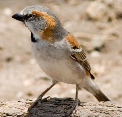 Kenya Rufous Sparrow