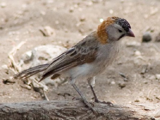 Speckle-fronted Weaver