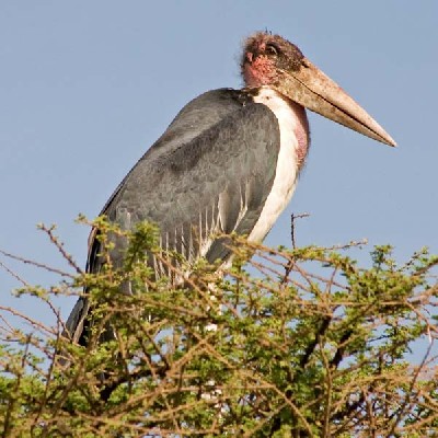 Marabou Stork