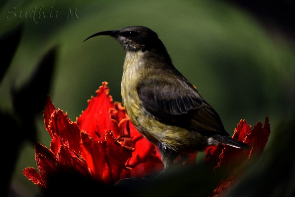 Bronzy Sunbird quenching its thirst with nectar from Flame of the Forest 