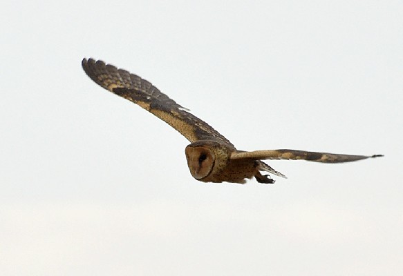 African Grass Owl - early morning flight