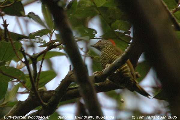 Buff-spotted Woodpecker