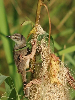 Prinia fluviatilis at nest