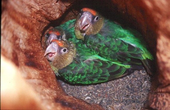 Cape Parrot Poicephalus robustus chicks in nest cavity of live Podocarpus henkelii