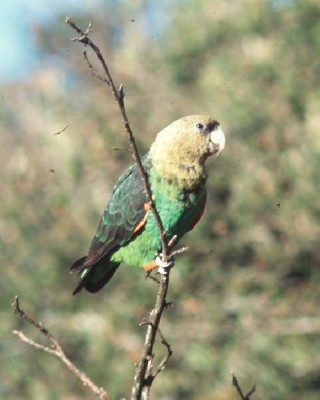 Adult Cape Parrot approaching drinking site
