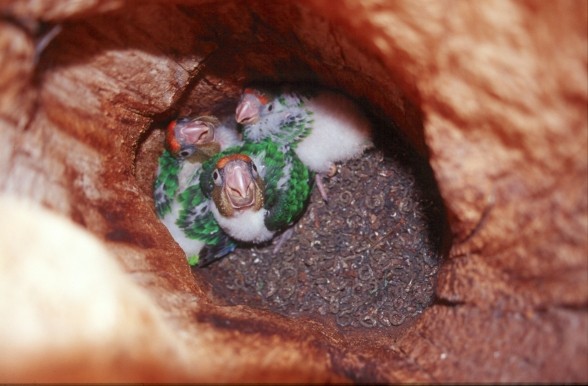 Cape Parrot Poicephalus robustus chicks in cavity of live Podocarpus henkelii