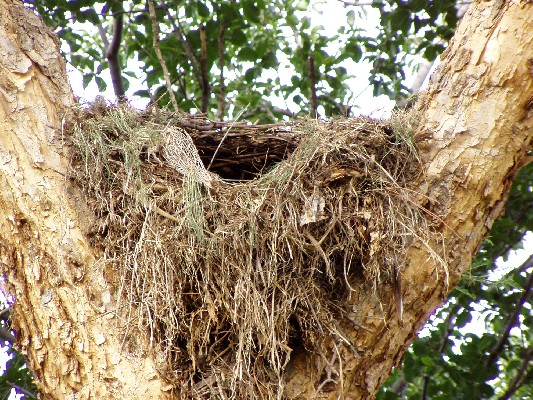 Hamerkop nest under construction