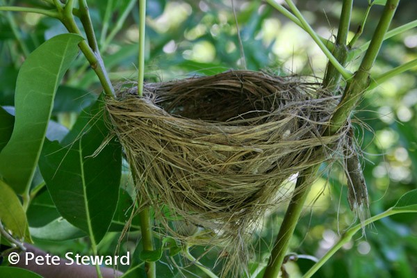 Rodrigues Warbler Nest in Tabebuia pallida