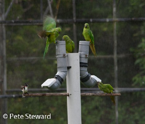 Echo Parakeet Feeding at Hoppers
