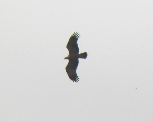 Imperial Eagle in flight
