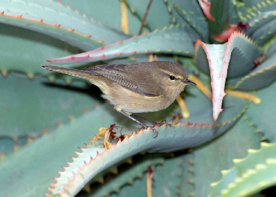 Canary Islands Chiffchaff (Phylloscopus canariensis)