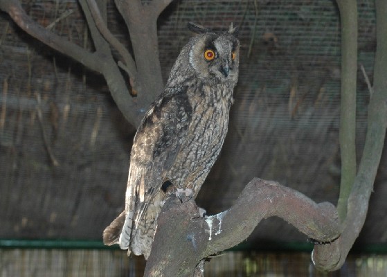 Long-eared Owl (Asio otus ssp. canariensis)