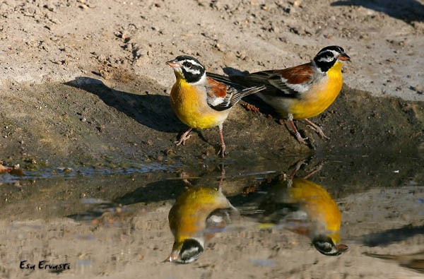 GOLDEN-BREASTED BUNTING