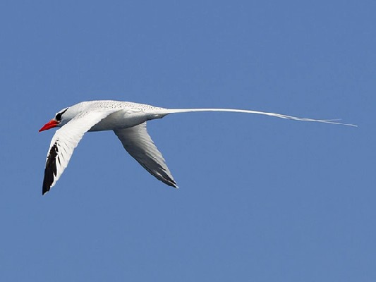 Red-billed Tropicbird
