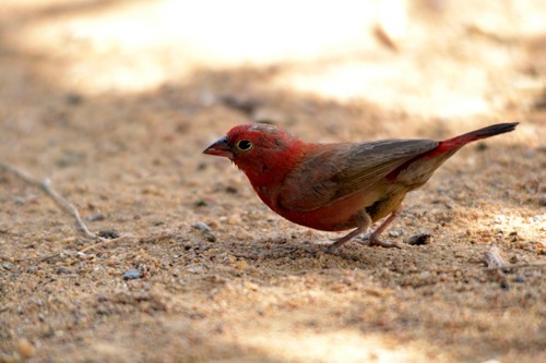 Red-billed Firefinch male - March 2011 - Nanguila, Mali